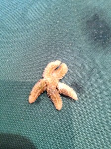 A tiny starfish!
